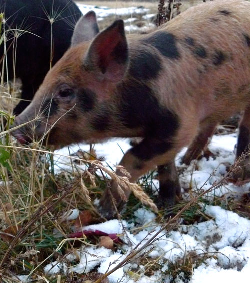 Pork